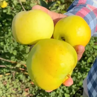 Яблоня КАЛУЖАНКА в Слониме