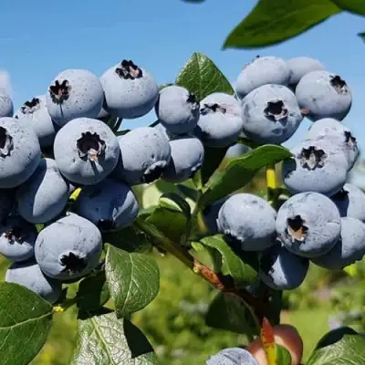 Голубика НЕЛЬСОН в Слониме