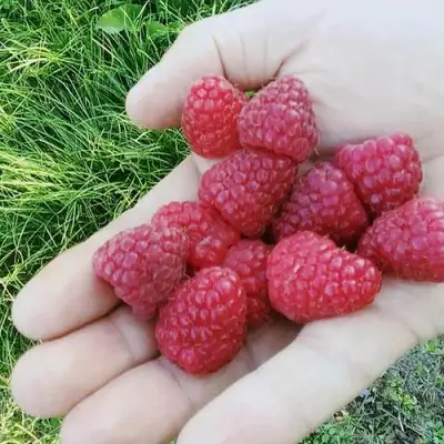 Малина ПОЛЬКА (ПОЛКА) в Слониме