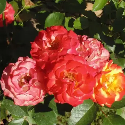 Роза ТАЙФУН спрей в Слониме