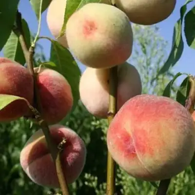 Персик ДОНЕЦКИЙ БЕЛЫЙ в Слониме