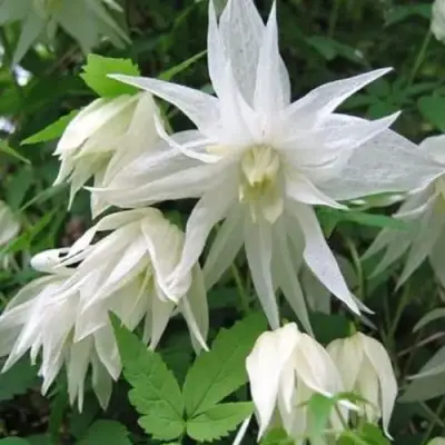 Княжик АЛЬБИНА ПЛЕНА белый махровый в Слониме