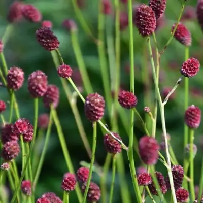 Кровохлебка ЧОКОЛАТ ТИП в Слониме