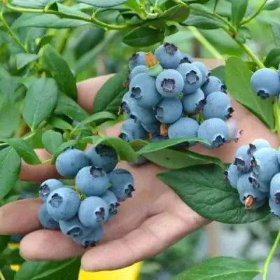 Голубика ТОРО в Слониме