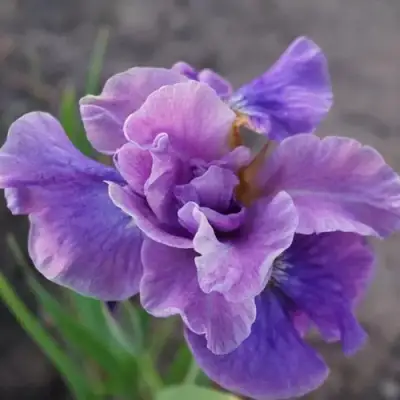 Ирис ХЭВИНГ ФАН сибирский в Слониме