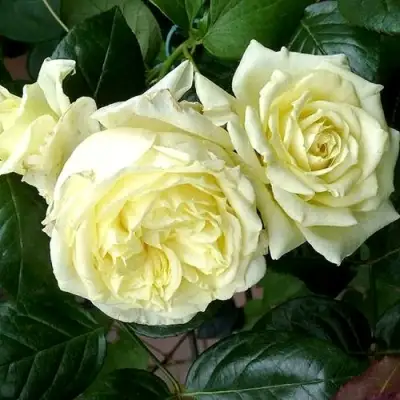 Роза ЭЛЬФ плетистая в Слониме