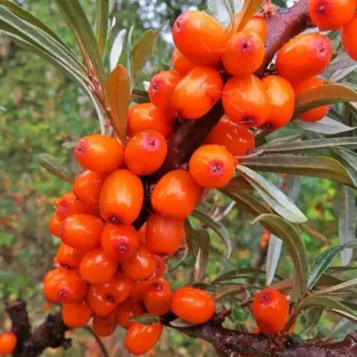 Облепиха ДЖЕМОВАЯ в Слониме