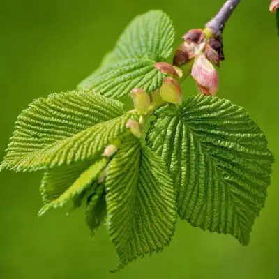 Вяз обыкновенный в Слониме