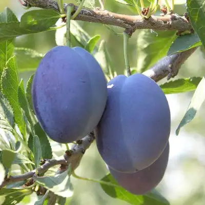 Слива СТЭНЛИ в Слониме