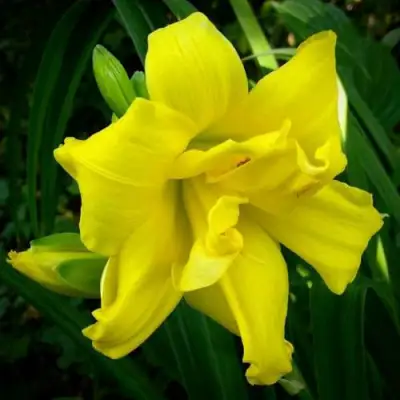 Лилейник ДАБЛ РИВЕР ВАЙ гибридный в Слониме