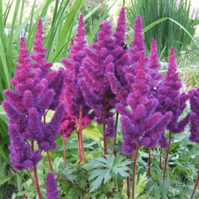 Астильба БЛЭК ЭНД БЛУ китайская в Слониме