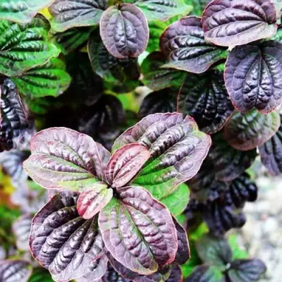 Дерен КОМПРЕССА кроваво-красный в Слониме