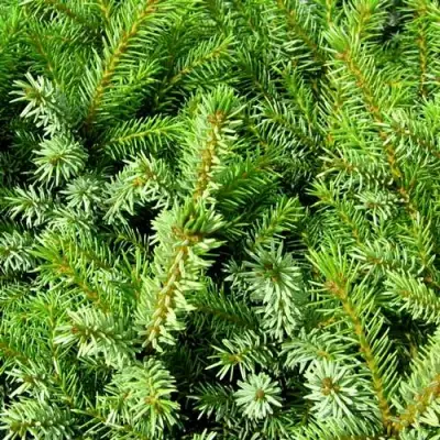 Ель НАНА сербская в Слониме