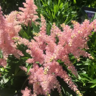 Астильба БРЕССИНГЕМ БЬЮТИ Арендса в Слониме