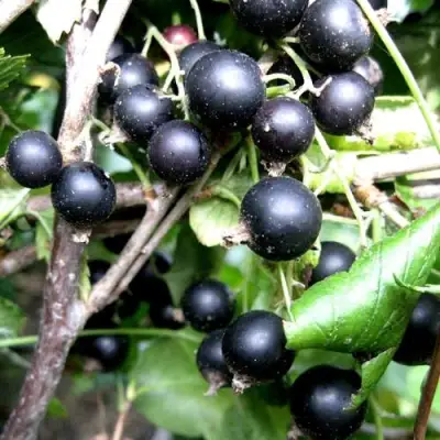 Смородина чёрная НЕСТЕР КОЗИН в Слониме