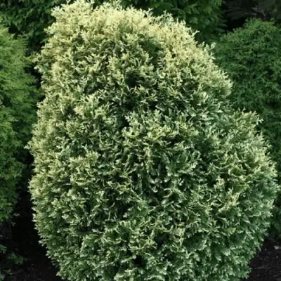 Туя ЛИТОМИШИЛ западная в Слониме