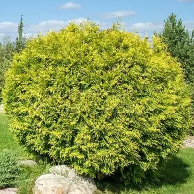 Туя ГОЛДЕН ГЛОБ западная в Слониме