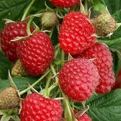 Малина ГЛЕН АМПЛ в Слониме