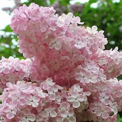 Сирень ВЕЧЕРНИЙ ЗВОН в Слониме