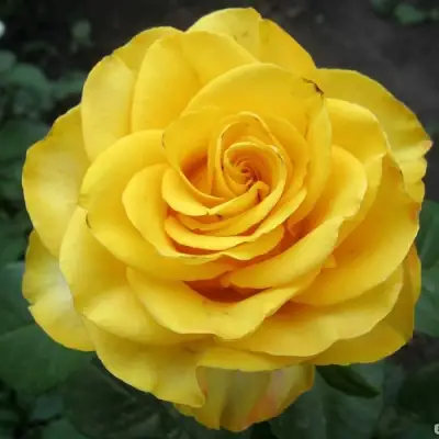 Роза КЕРИО чайно-гибридная в Слониме