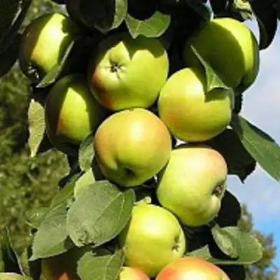 Яблоня ПРЕЗИДЕНТ колонновидная в Слониме