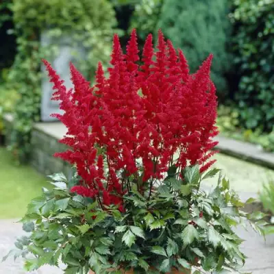 Астильба СПАРТАН Арендса в Слониме