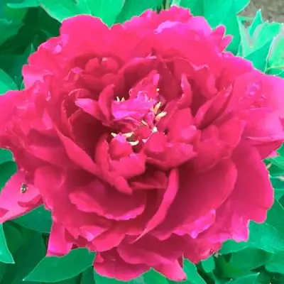 Пион ОСТРОВНОЙ МИНИСТР древовидный в Слониме