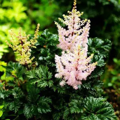 Астильба ЛИЛИПУТ курчавая в Слониме