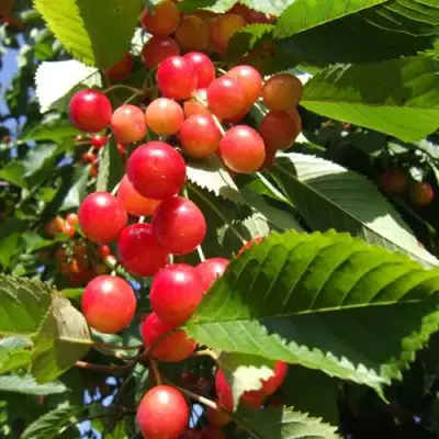 Черешня БРЯНСКАЯ РОЗОВАЯ в Слониме