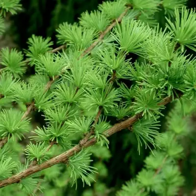 Лиственница европейская в Слониме