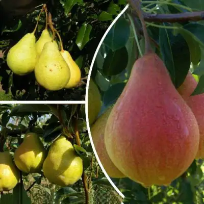 Комплект ТРИ ГРАЦИИ в Слониме