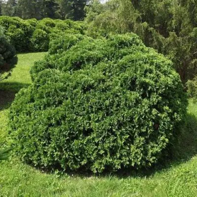 Туя УМБРАКУЛИФЕРА западная в Слониме