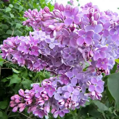 Сирень ОЛЯ в Слониме