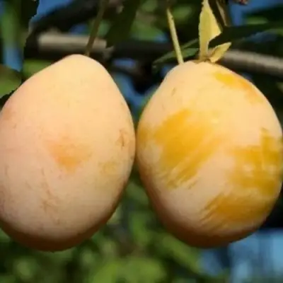 Слива ВАШИНГТОН в Слониме