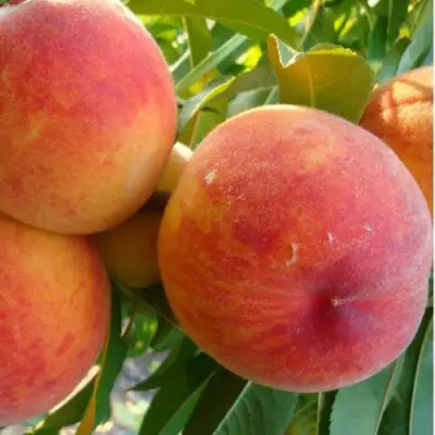 Персик ДИВНЫЙ в Слониме