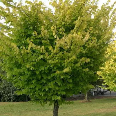 Вяз обыкновенный в Слониме