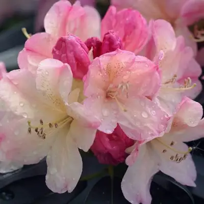 Рододендрон ПЕРСИ ВАЙСМАН в Слониме