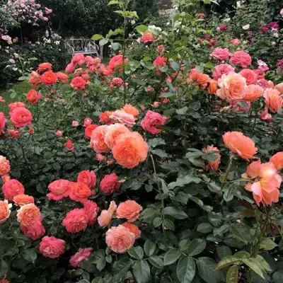 Роза БЕЛЬВЕДЕР шраб в Слониме