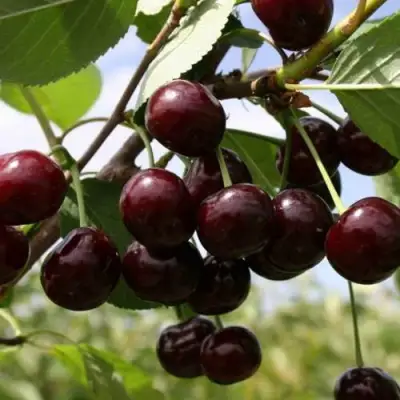 Вишня СВЕРДЛОВЧАНКА степная в Слониме