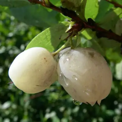 Голубика СНЕГУРОЧКА в Слониме