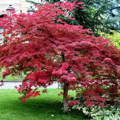 Клен пальмолистный в Слониме