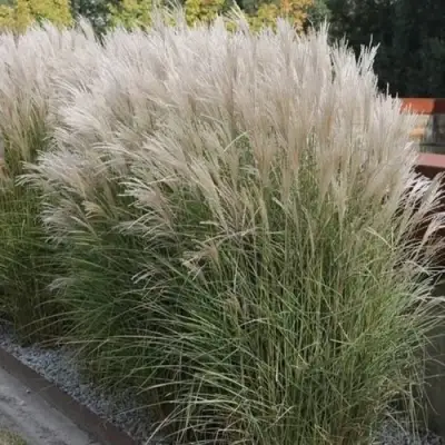 Мискантус КЛЯЙН СИЛЬБЕРСПАЙН китайский  в Слониме