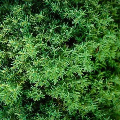 Туя ТЕДДИ западная в Слониме