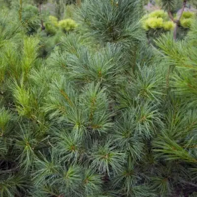 Сосна АРМАНДИ в Слониме