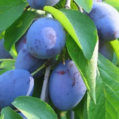 Слива ПЕРДРИГОН в Слониме