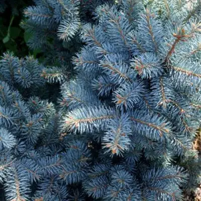 Ель МАДЖЕСТИК БЛЮ колючая в Слониме