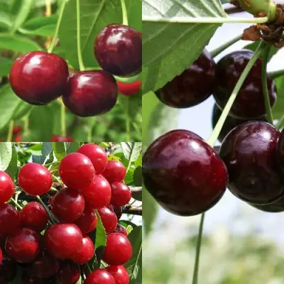 Комплект ВИШНЕВЫЙ САД в Слониме