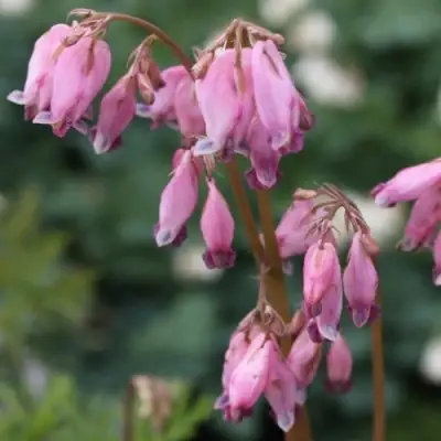 Дицентра изящная в Слониме