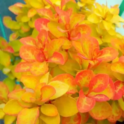 Барбарис САММЕР САНСЕТ тунберга в Слониме