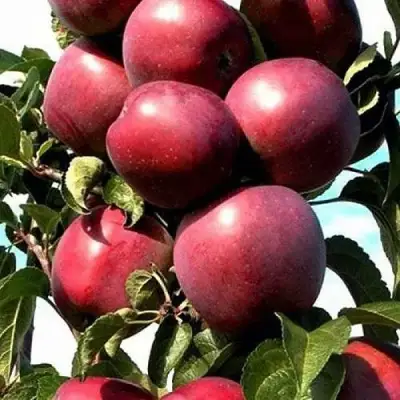 Яблоня СОЗВЕЗДИЕ колонновидная в Слониме